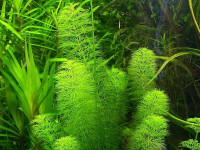 Снимка на Limnophila indica ((L.) Druce, 1979)